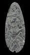 Polished, Pyritized Ammonite Fossil Segments - Russia #60921-1